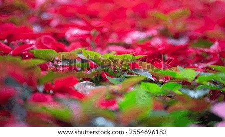 Similar – Image, Stock Photo Brightly shining poinsettia in a window of a night. Traditional decor of Christmas time with the view of a lighted balcony.
