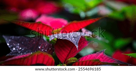 Similar – Image, Stock Photo Brightly shining poinsettia in a window of a night. Traditional decor of Christmas time with the view of a lighted balcony.