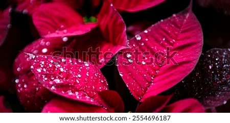Similar – Image, Stock Photo Brightly shining poinsettia in a window of a night. Traditional decor of Christmas time with the view of a lighted balcony.