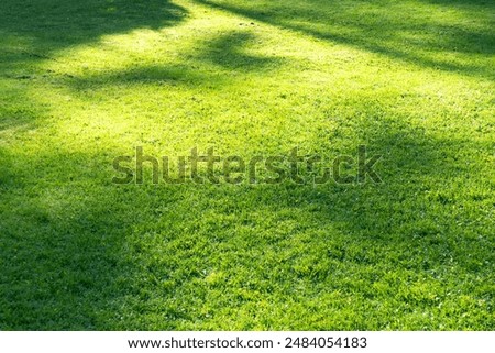 Similar – Foto Bild Nahaufnahme von Gras mit Sonne im Hintergrund