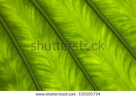 stalk leaf texture Giant Upright Elephant Ear, Night-scented Lily (Alocasia Odora)