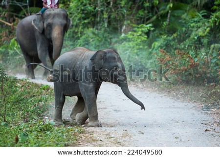 Elephant walk in the forest