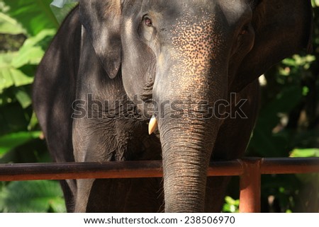 Thailand elephant\'s eye, legs, feet, meaning the elephant tourism.