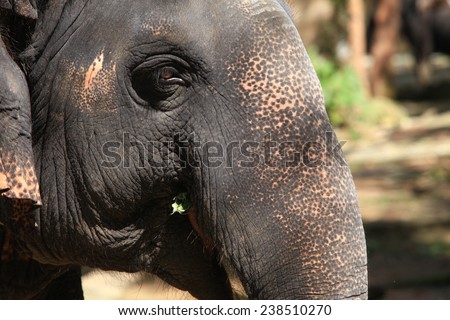 Thailand elephant\'s eye, legs, feet, meaning the elephant tourism.