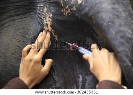 Blood samples were taken to check for elephants.