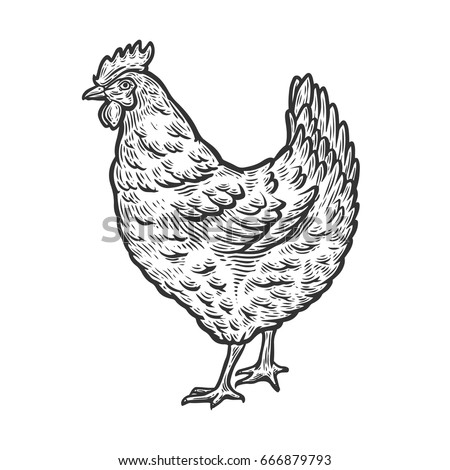 Chicken Black And White Clipart | Free download on ClipArtMag