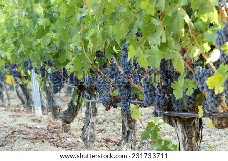 Growing grape vines for wine making.