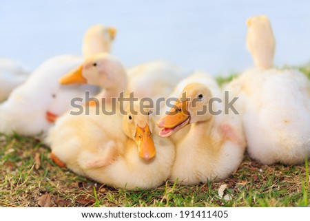 Cute ducklings, duck on grass in garden