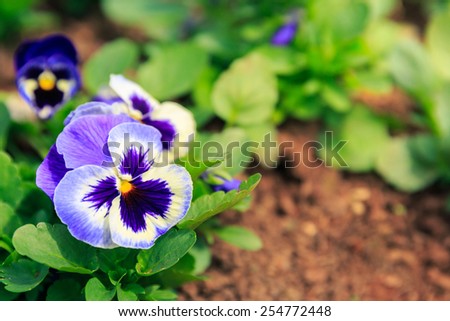 blue pansy viola flower in garden