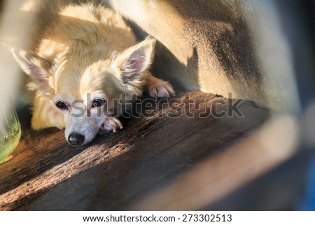 Brown chihuahua dog in cage