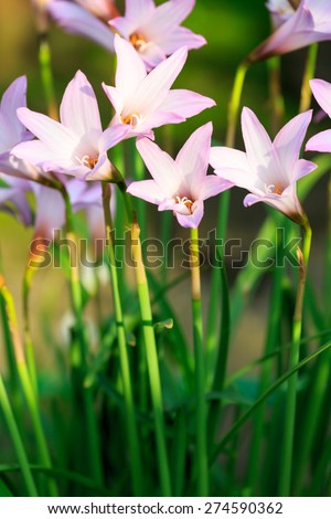 Rain Lily flowers (Fairy Lily, zephyranthes spp) blooming in garden