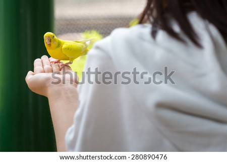 Yellow parrot sitting on human hand