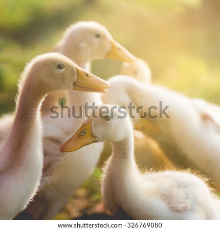 Cute ducklings or duck on grass in garden