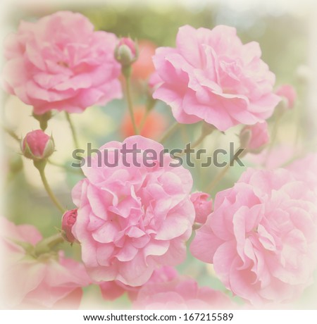 Pink rose vintage soft background