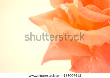 Orange rose vintage soft background