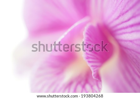 Sweet color orchids in soft color and blur style