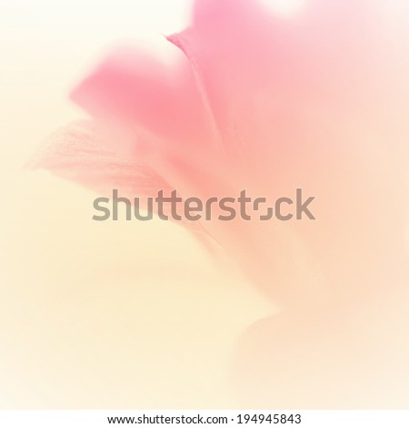 sweet flowers petal in soft style for background