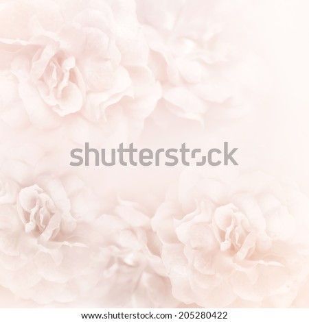 sweet color roses in soft and blur style for background
