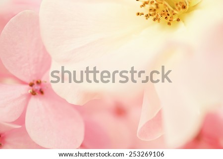 sweet color rose and hydrangeas in soft color and blur style for background