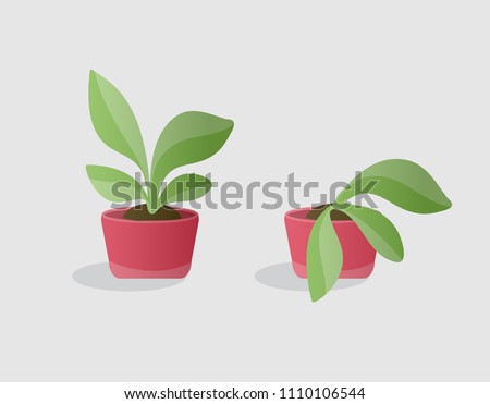 Opposite illustartion of living green plant and wilted plant in red pots. Isolated colorfulobjects in cartoon style for your design