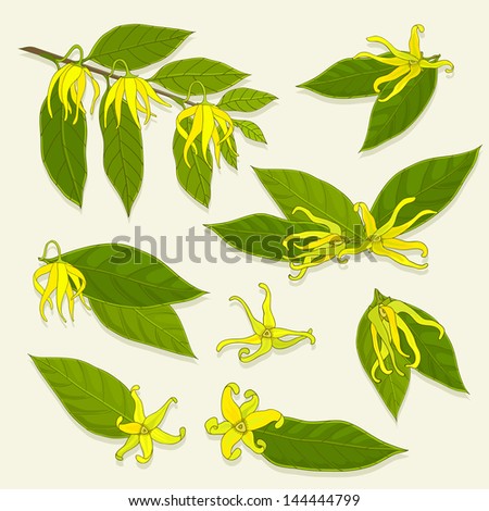 Ylang-Ylang Blossom Details, Isolated, Vector Illustration, Eps 10 ...