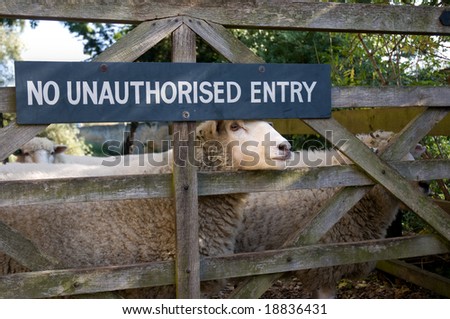 Sign of no entry on a gate leading to a field with sheep