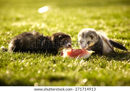 Ferrets rewarding with watermelon in sunny day