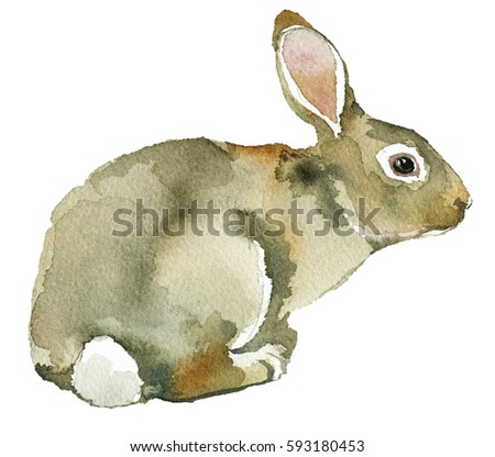 Grey Spring Rabbit Bunny Hare Watercolor  Isolated on White Background