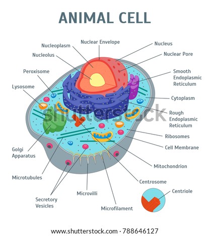 education chart of biology for plant cell diagram vector