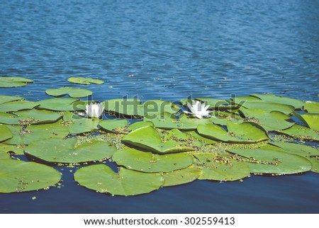 Blooming water lilies on the lake, white flowers and green leaves, summer, sunny day. Trendy photo effect