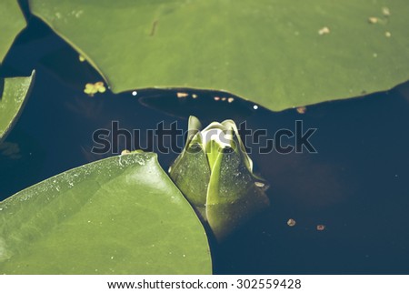 Blooming water lilies on the lake, white flowers and green leaves, summer, sunny day. Trendy photo effect