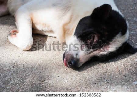 Dog sleep on the concrete floor in the temple