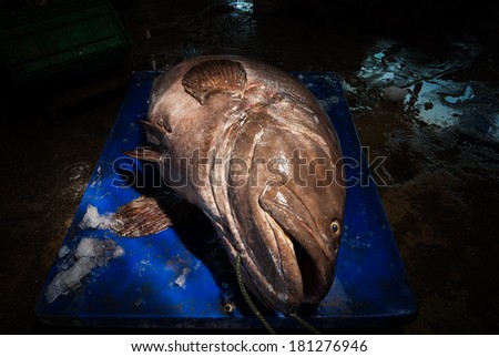 Fresh big fish on ice at the sea market Ranong , Thailand
