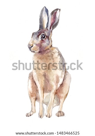Watercolor single hare animal isolated on a white background illustration.	