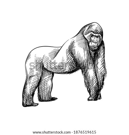 Hand-drawn black and white sketch of Gorilla on a white background. Wild life. Wild animals. Gorilla. King Kong. Monkey, Ape