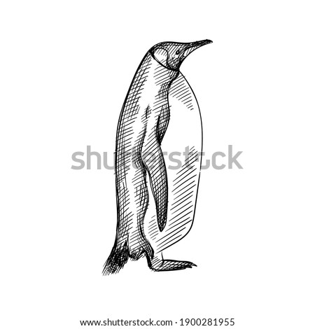 Hand drawn sketch of penguin  on a white background. Penguin bird. Madagascar penguins