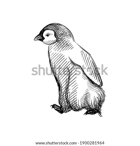 Hand drawn sketch of penguin  on a white background. Penguin bird. Madagascar penguins