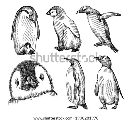 Hand drawn sketch of set of penguins on a white background.  Madagascar penguins. Adult penguin with baby penguin, penguin trying to fly, penguin face