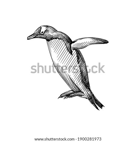 Hand drawn sketch of penguin trying to fly a white background. Penguin bird. Madagascar penguins