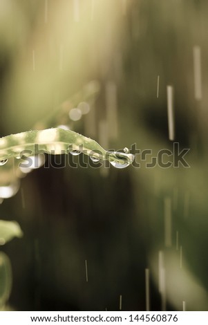 grass in garden for rain