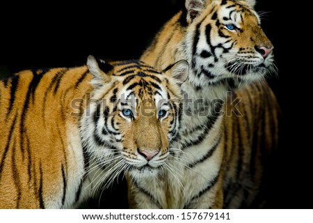 Black & White of two tigers