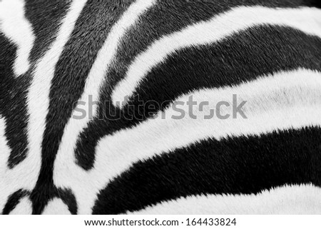 Animal print, zebra texture seamless background black and