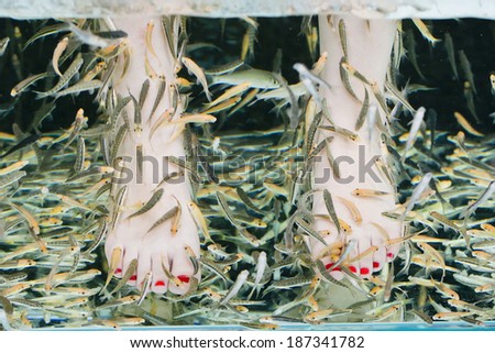 Fish spa pedicure wellness skin care treatment with the fish rufa garra, also called doctor fish, nibble fish and kangal fish.