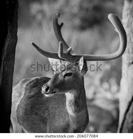 Black and white color beautiful image of red deer stag in forest