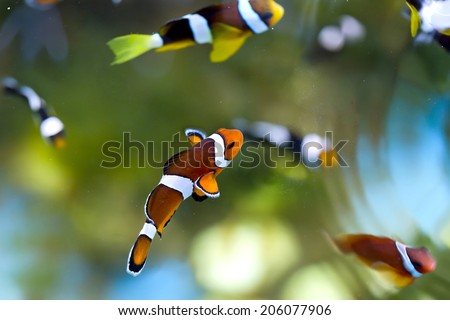reef fish , clown fish or anemone fish