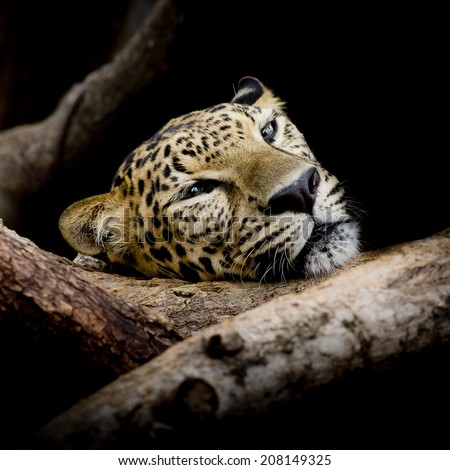 close up sleepy Leopard Portrait