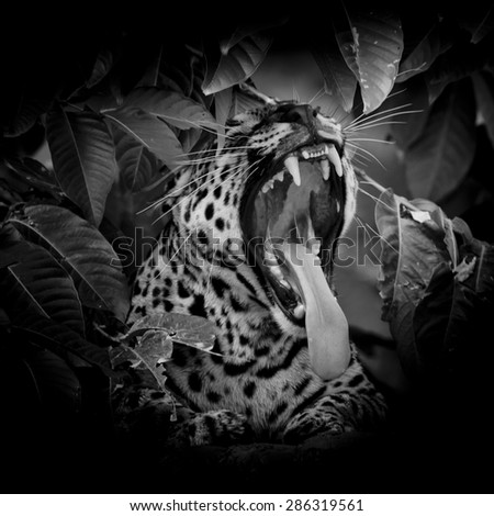 black & white Leopard portrait sticking out tongue in wild isolate on black background