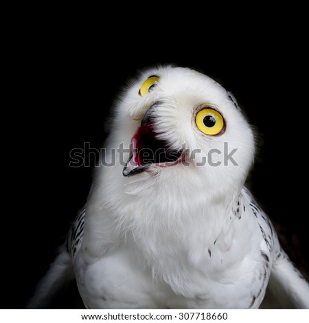 close up snowy owl isolate on black background