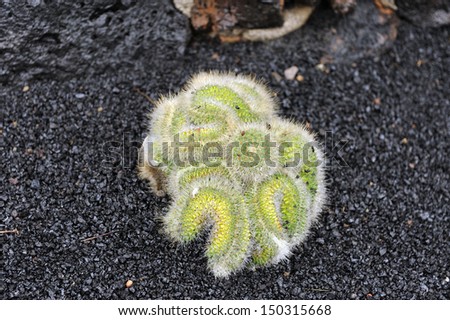 Lanzarote, Canary Islands. A white and green cactus that looks a little bit like the brain, growing in black sand, in a cactus park designed by the artist Cesar Manrique.