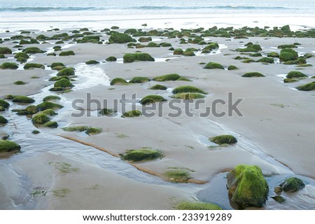Small rocks covered by thick green sea weed in the shore of the Atlantic Ocean in the morning light near Agadir in Morocco.